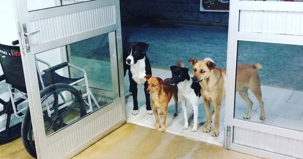 Foto: Los cuatro perros, en la puerta de urgencias esperando a su dueño (Foto: Facebook)
