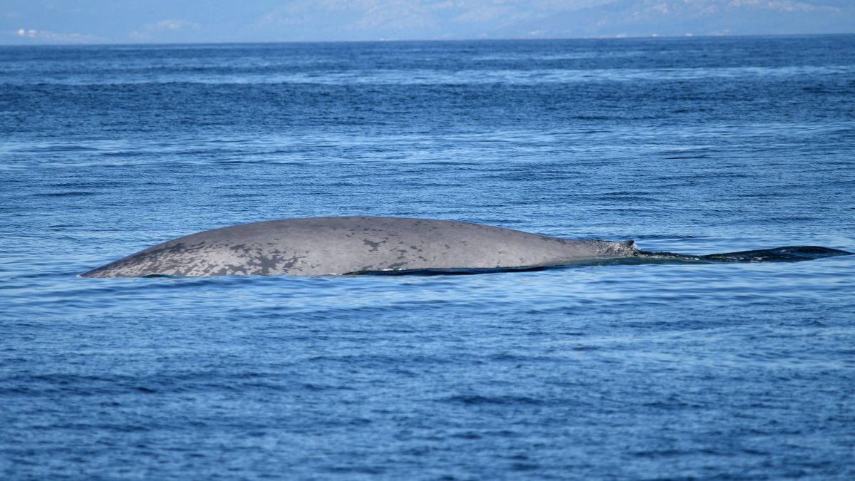 El misterio de las ballenas gallegas ya tiene explicación: un corredor de cetáceos