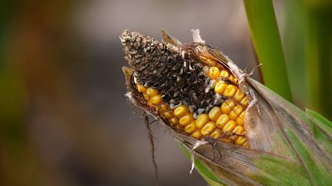 Aflatoxinas: el riesgo para la salud oculto en cereales, frutos secos y legumbres