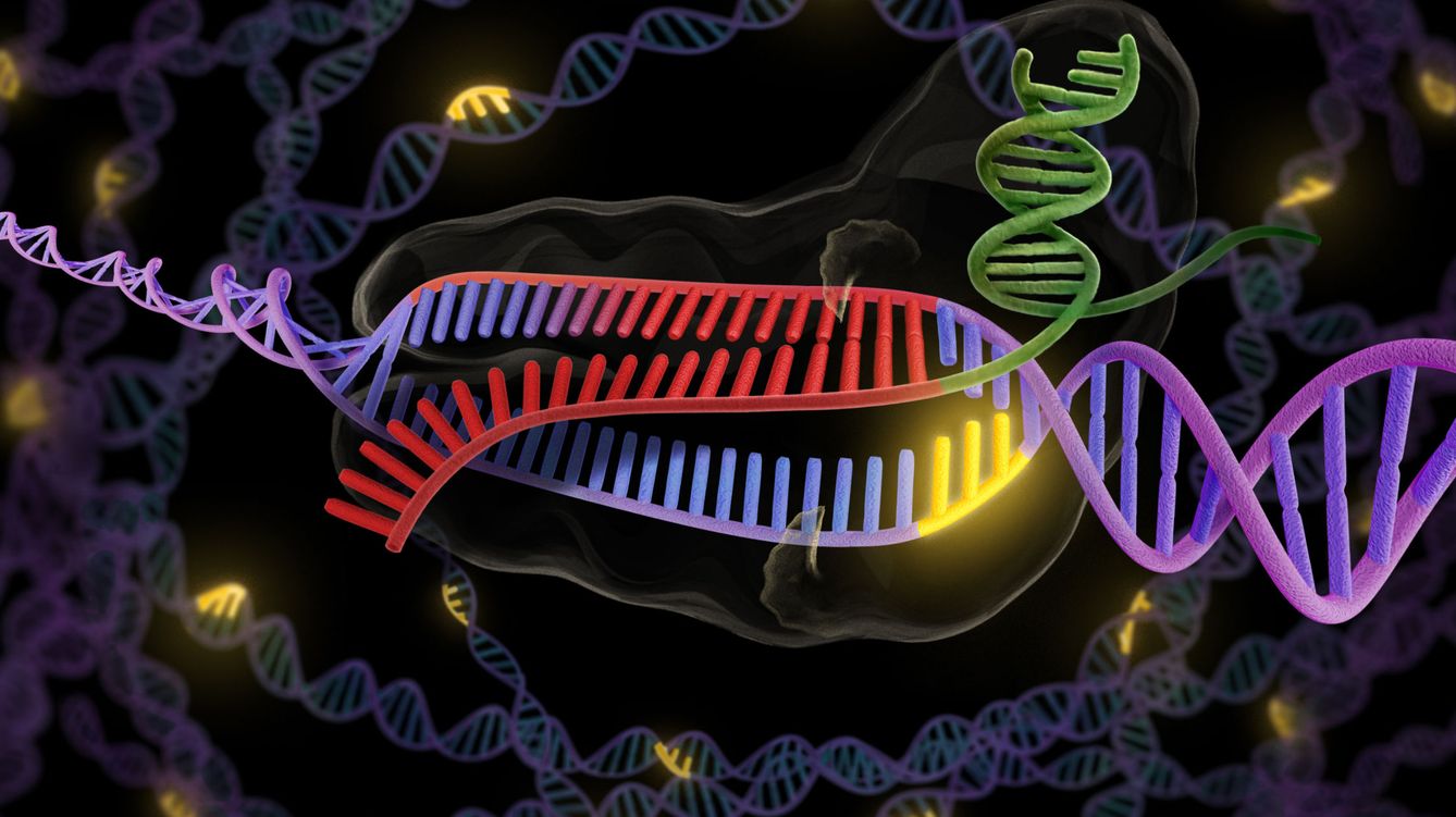 La enzima CRISPR en verde y rojo se une a una hebra doble de ADN en púrpura y rojo, para así cortar la parte deseada