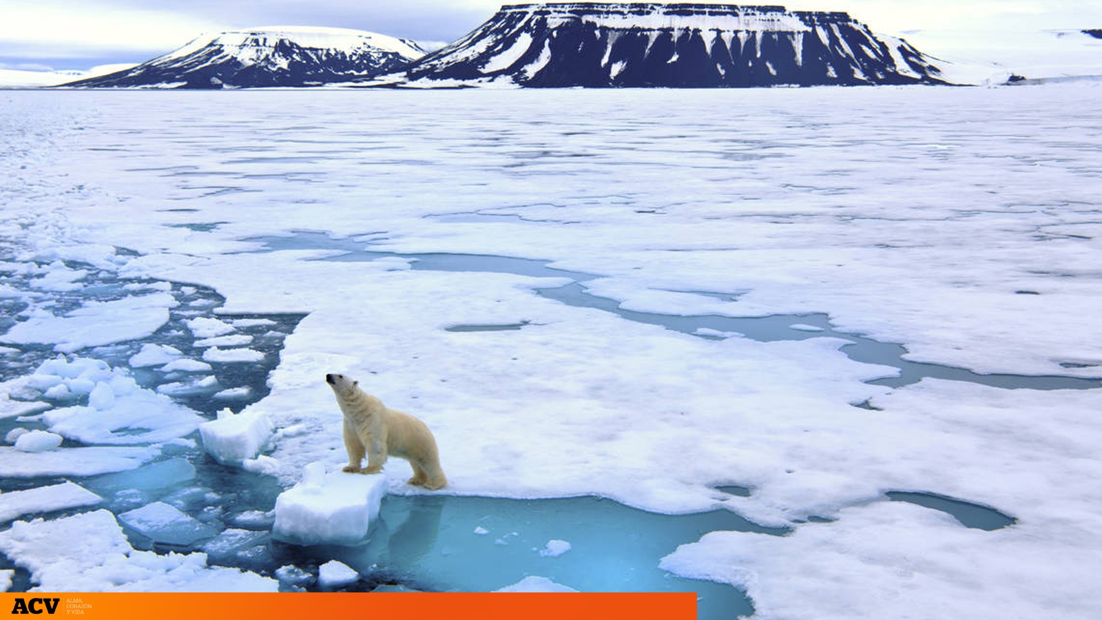Viaje al archipiélago Svalbard: osos en la ciudad al norte mundo