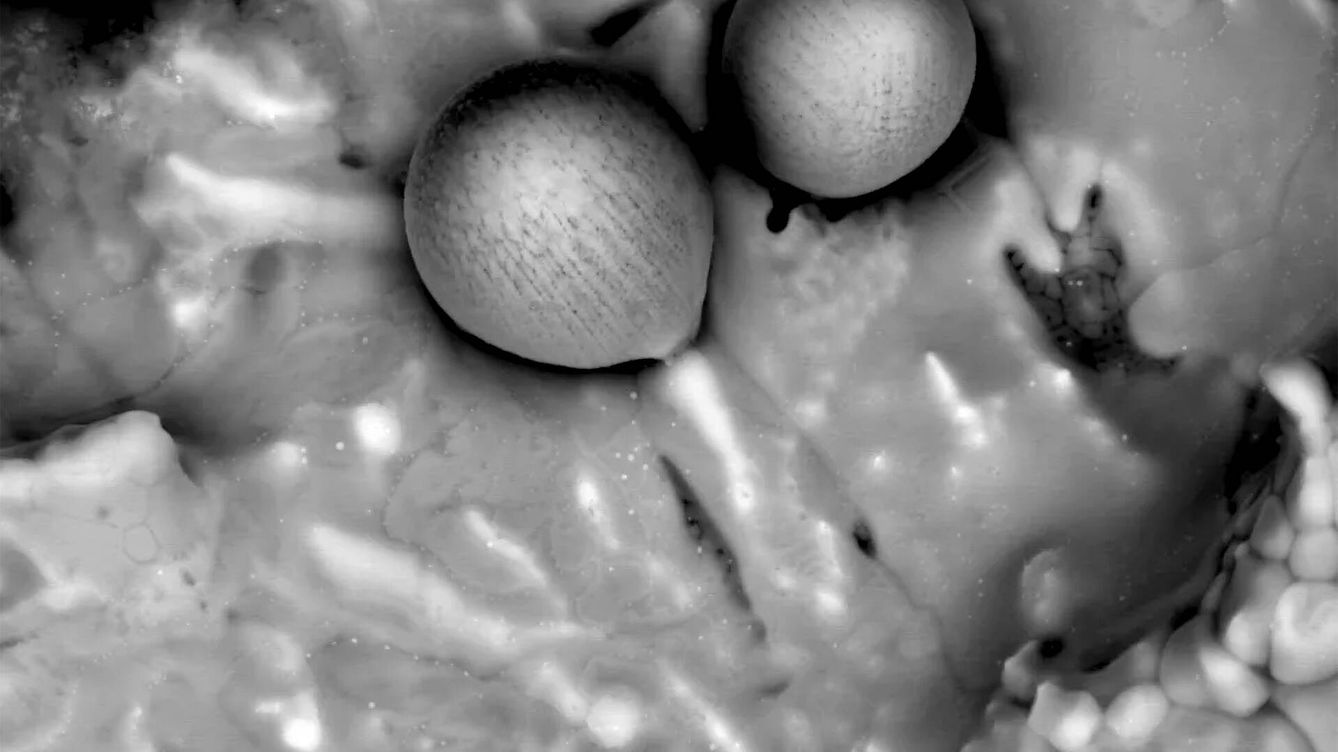 Foto: Esférula S4 del experimento 8, que muestra la estructura interior de esferas dentro de esferas, con las microesférulas más pequeñas de aproximadamente 5-10 micras de diámetro.