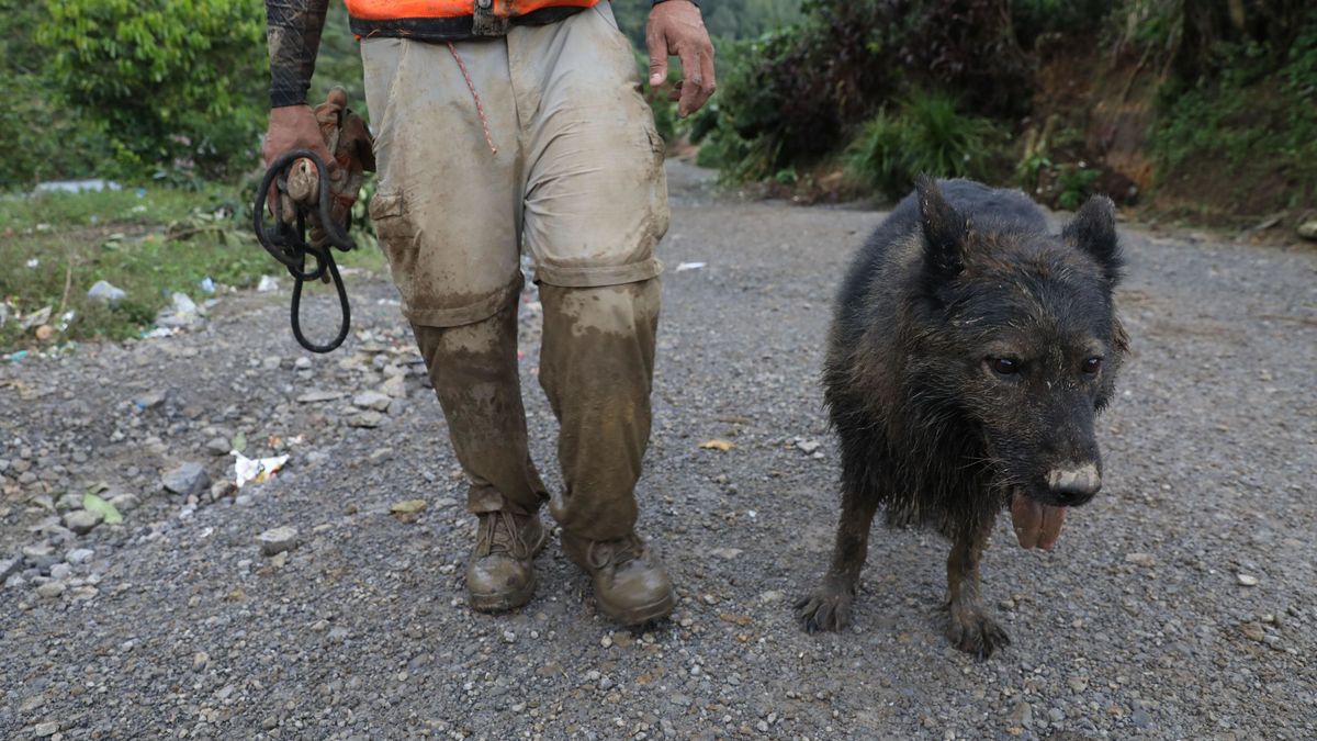 Salvan la vida a un perro que cayó a un pozo de cinco metros en Galicia