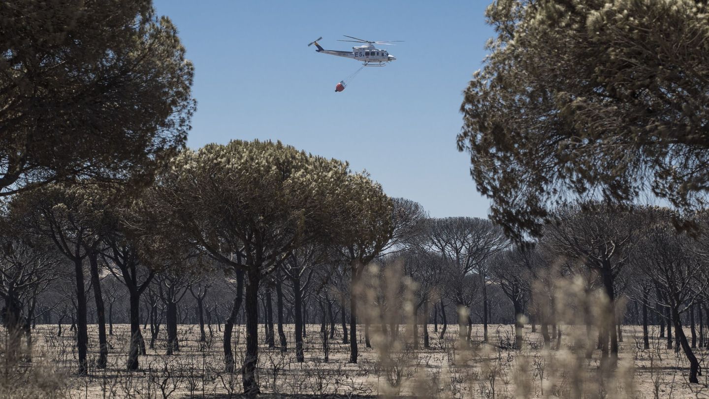 Un helicóptero sobrevuela un pinar en el entorno del Espacio Natural de Doñana. (EFE)