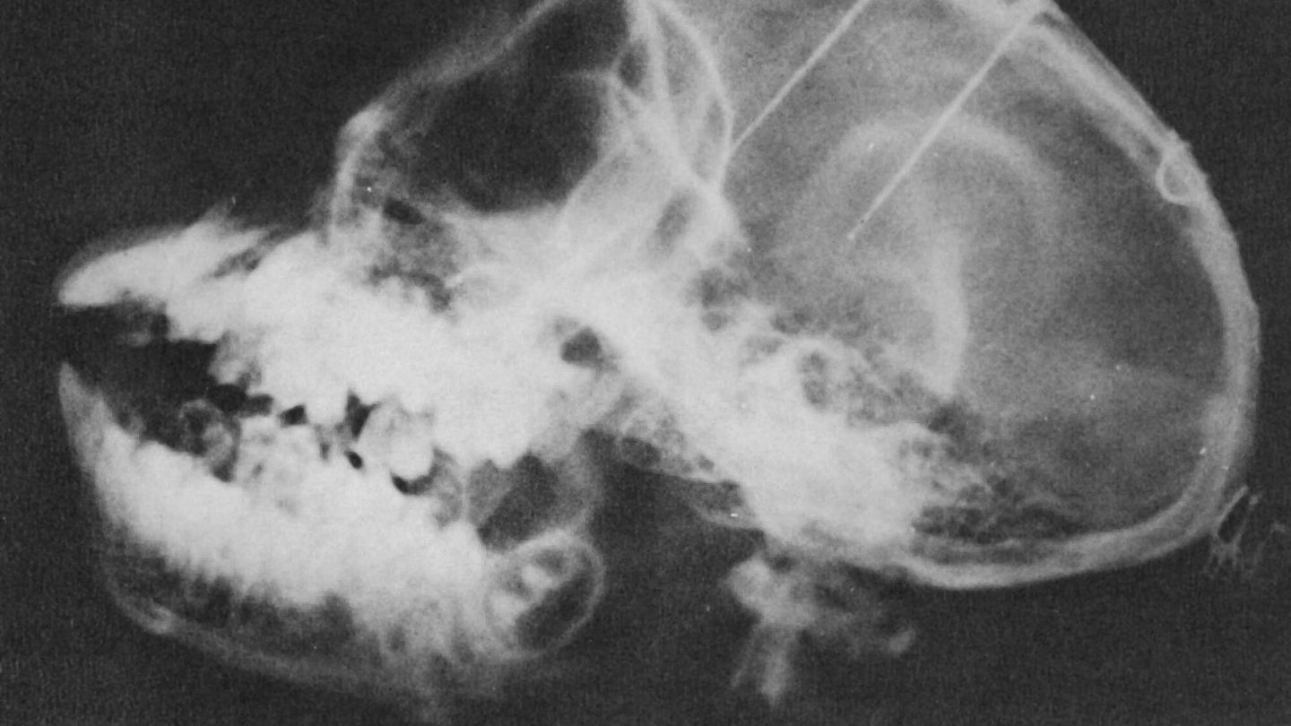 Radiografía de la cabeza de un mono que muestra dos conjuntos de electrodos implantados en los lóbulos frontales y en el tálamo del libro 'Physical Control of the Mind'
