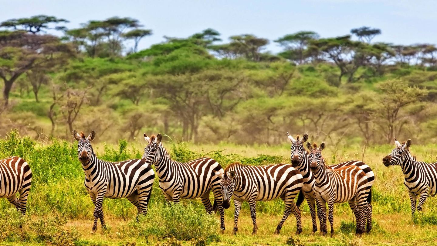 Kenia (Shutterstock).