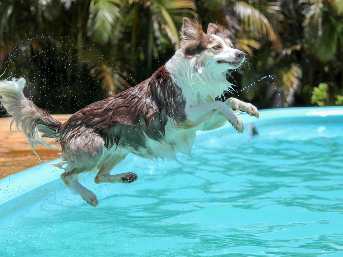 El perro que no dudó en lanzarse a una piscina (sin nadar) 'salvar' a su dueño