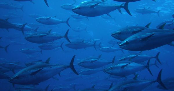 Foto: Banco de atunes rojos en el Mediterráneo. (ICIJ)