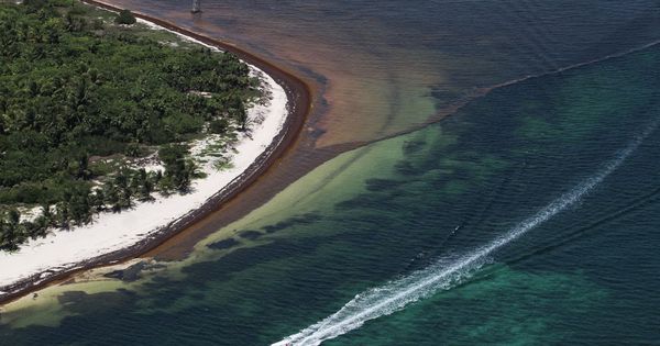 Foto: Las aguas del Caribe mexicano han cambiado su precioso color turquesa por el pardo del sargazo