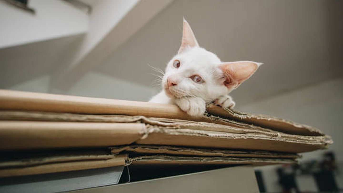 La textura del cartón es ideal para los felinos (Foto: Pexels)