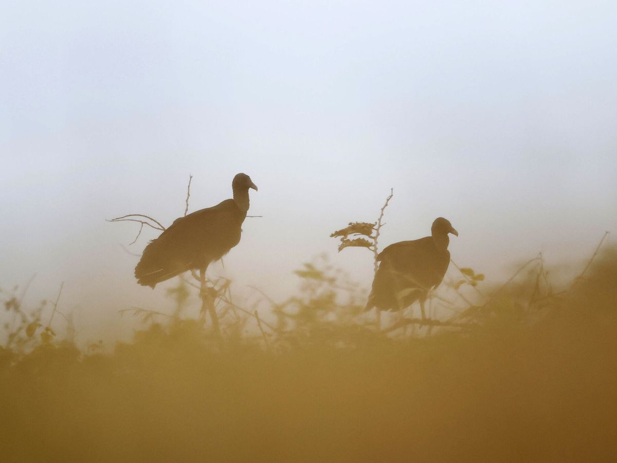 Foto: Una imagen de dos aves. (EFE/Jeffrey Arguedas)