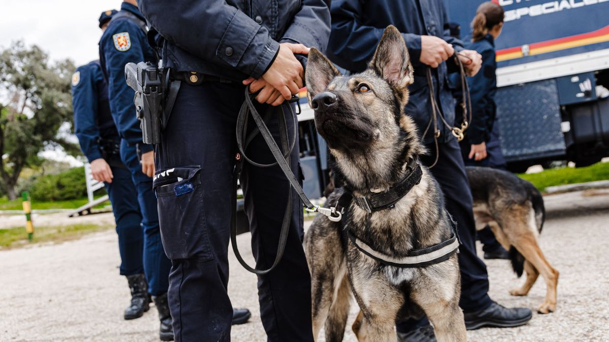 Detenido un hombre en Málaga por azuzar un perro que causa lesiones graves a un viandante