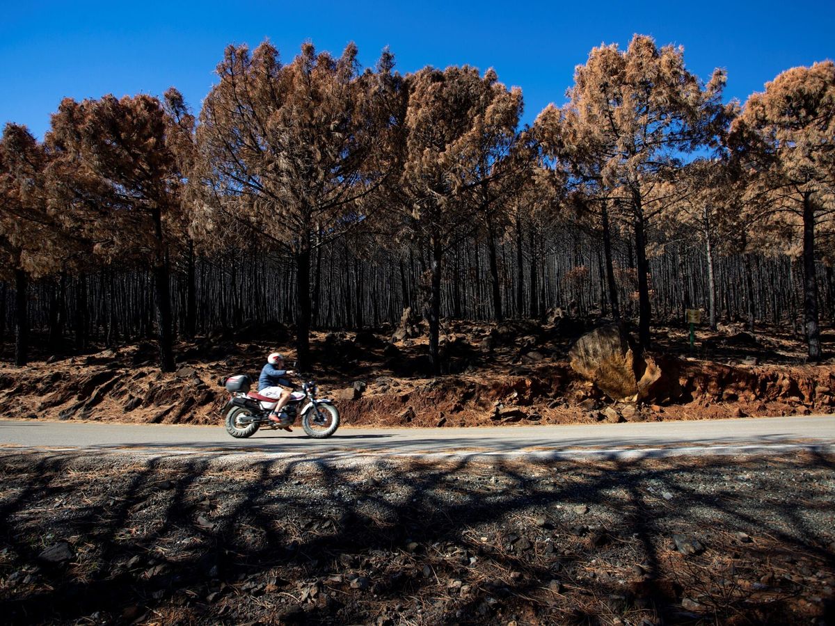 Foto: Zona quemada en el incendio de Sierra Bermeja, un mes después de controlarse las llamas. (EFE/Daniel Pérez)