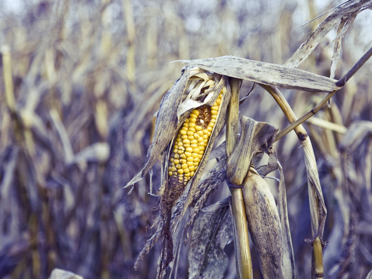 Foto: El cambio climático amenaza a la agricultura (Fuente: iStock)