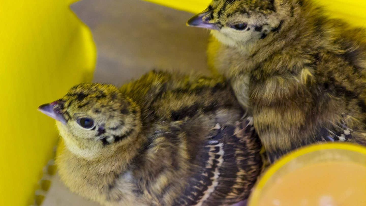 Dos polluelos de urogallo nacidos en el parque ornitológico de Avifauna, Outeiro de Rei, Lugo. (EFE)