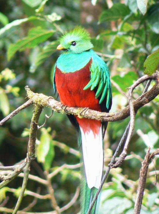 Ejemplar de quetzal. (CC)