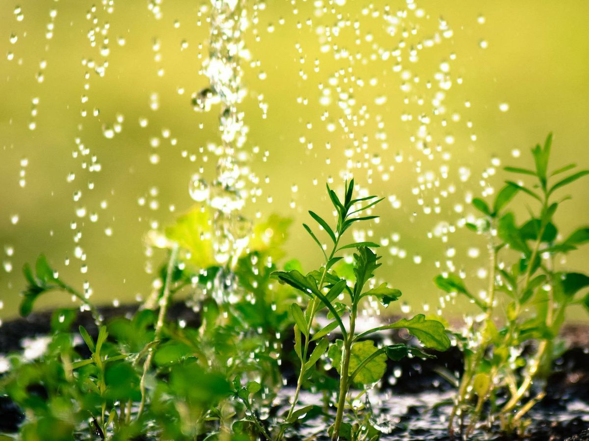 Qué sistemas de riego existen para jardín? - Blog de Riegopro