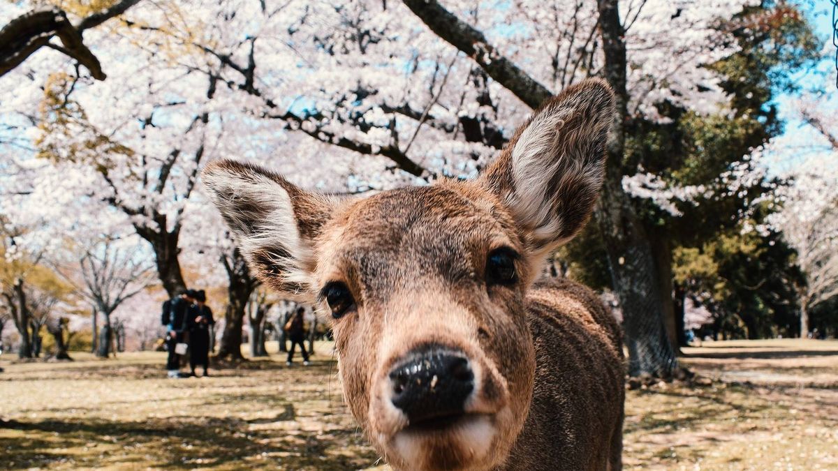 Muerte en Japón: los 'turísticos' ciervos de Nara están falleciendo por comer plástico