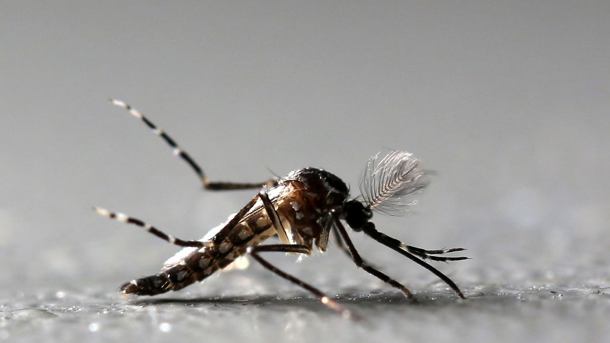 Adiós a los mosquitos: trucos contra las picaduras probados científicamente