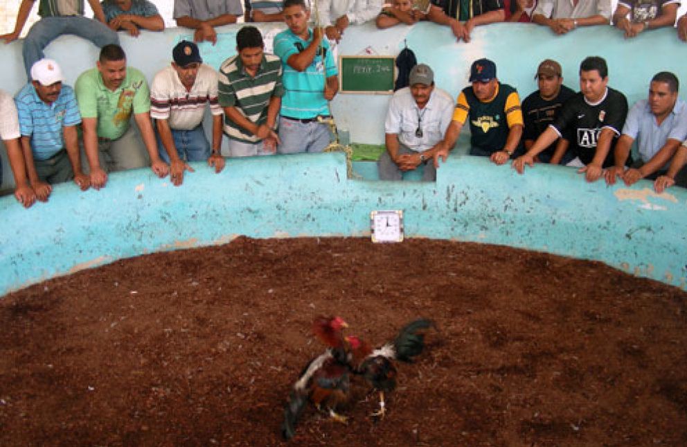 Foto: La Costa del Sol se convierte en centro neurálgico de las peleas de gallos clandestinas