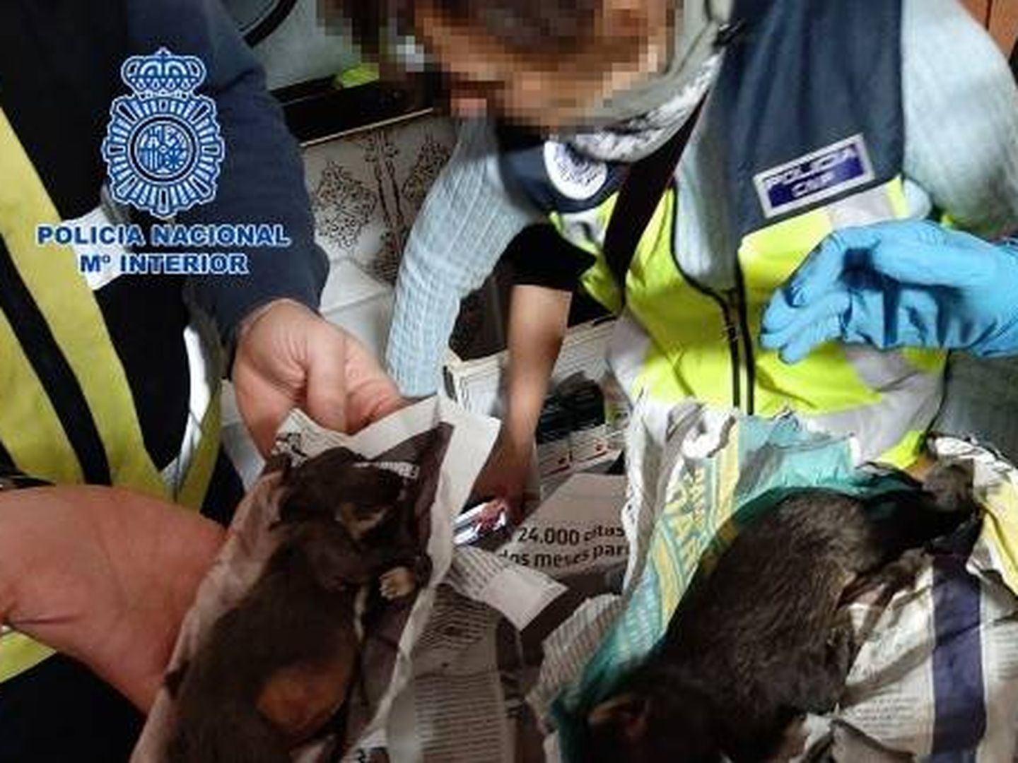 Dos crías halladas muertas en uno de los criaderos. Foto: Policía Nacional
