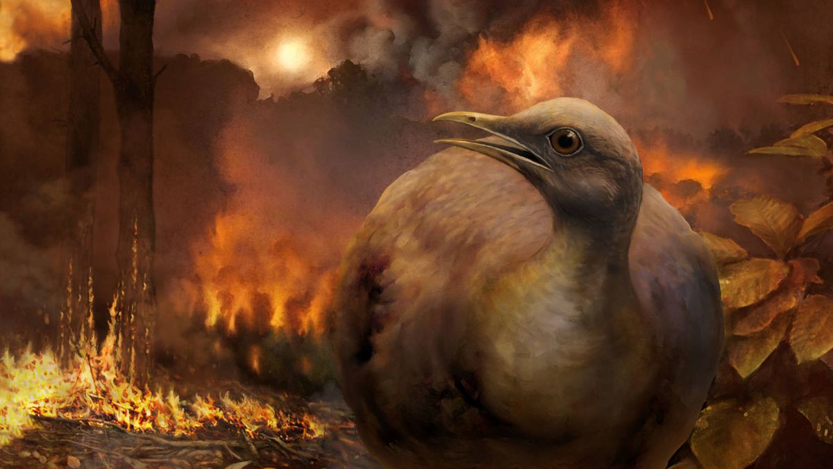 Así sobrevivieron estos pájaros al temible meteorito que acabó con los dinosaurios