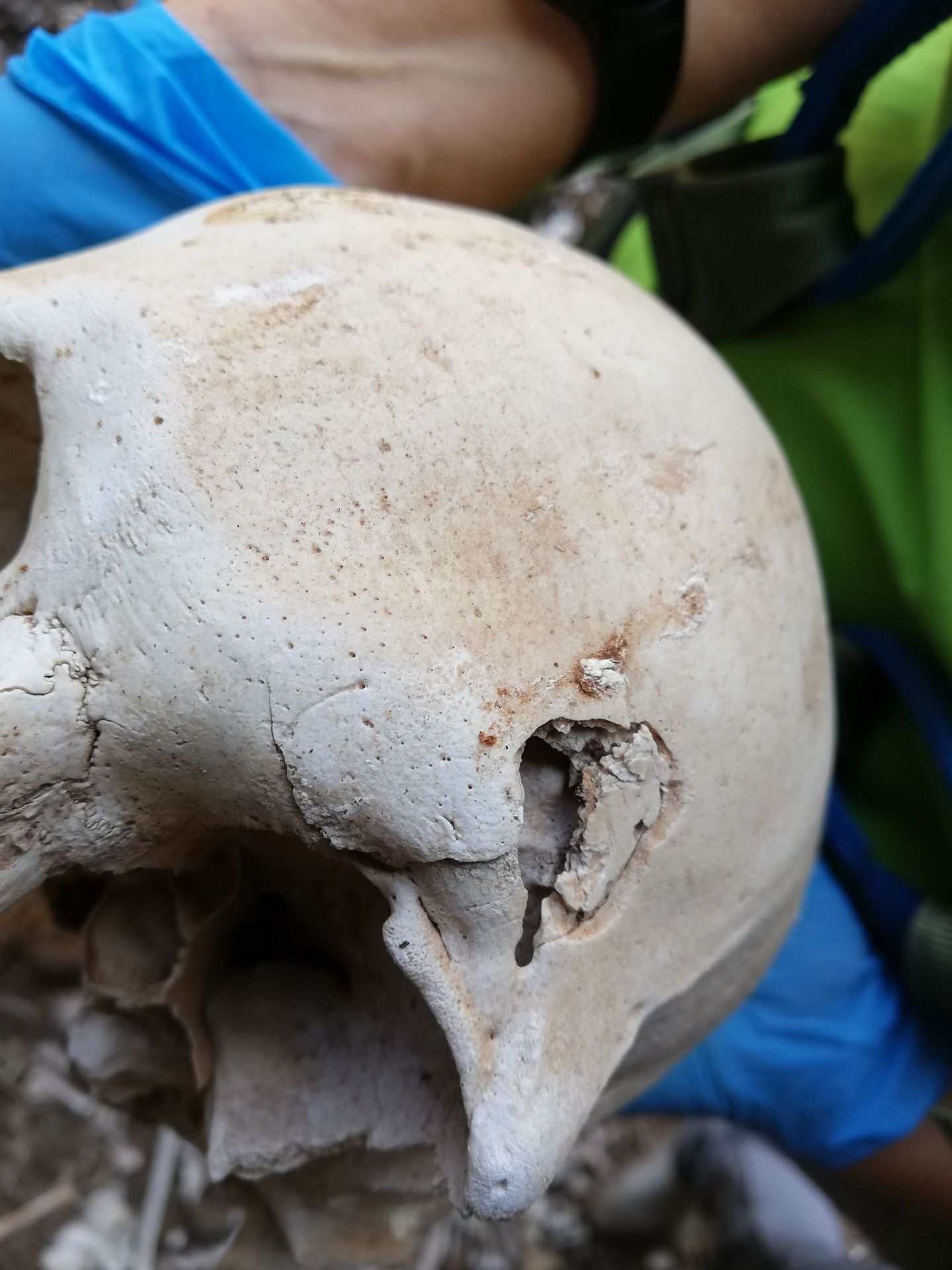 Un cráneo perteneciente a los restos óseos descubiertos. (Cabildo de Gran Canaria)