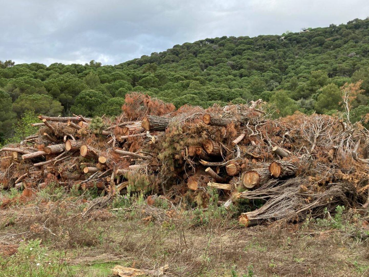Retirada de árboles secos en un bosque catalán (Jose Luis Gallego)