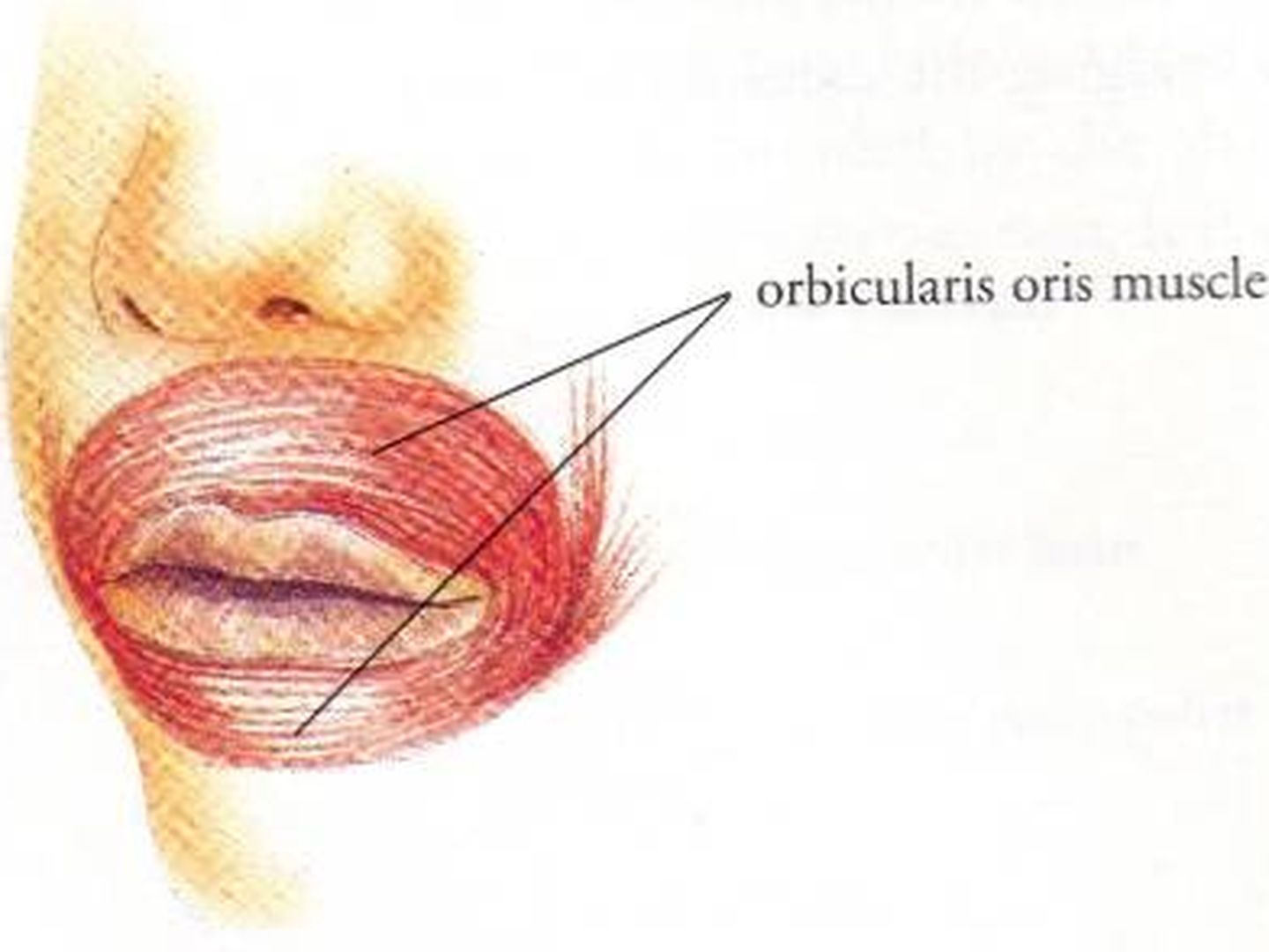 Músculo orbicularis oris