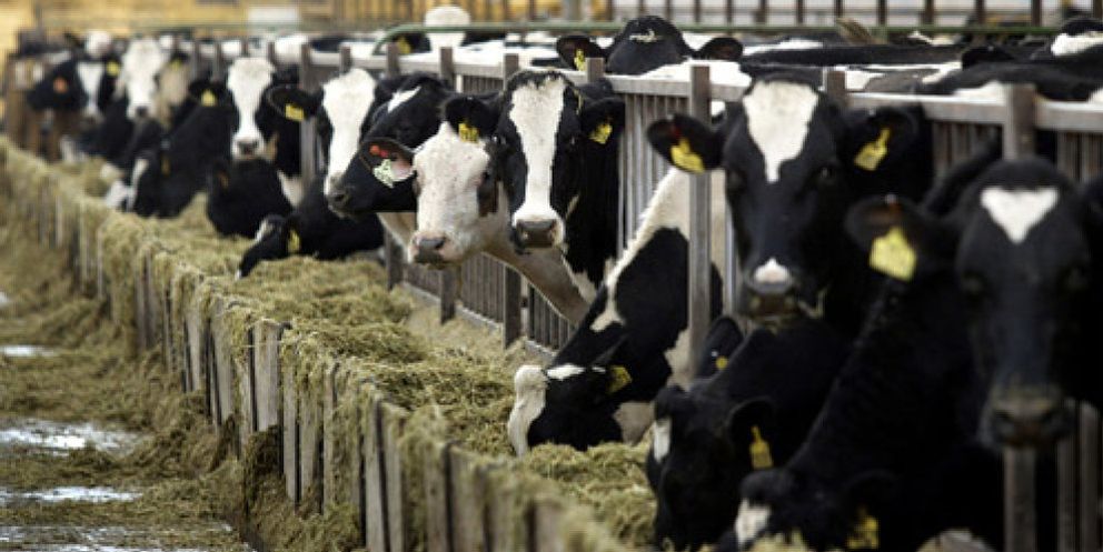 Foto: Condena millonaria contra la industria láctea por superar la cuota de Bruselas