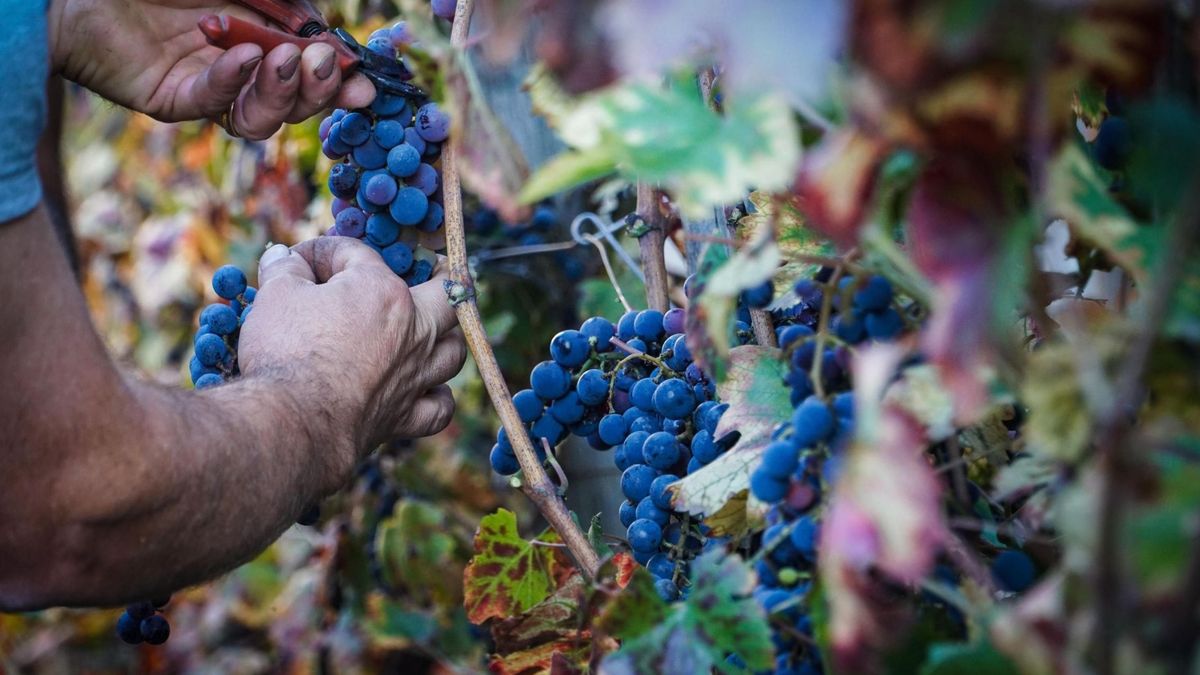 El secreto de la uva francesa: miles de andaluces, mejores salarios y ayuda familiar