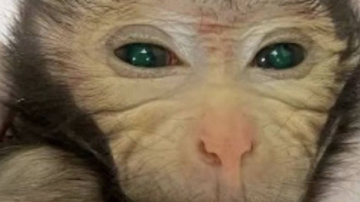 Nace el primer mono quimérico, un hito que revoluciona la investigación de enfermedades