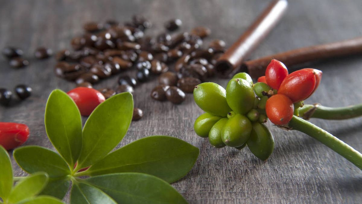 Descubren nuevas propiedades beneficiosas en la cáscara del café