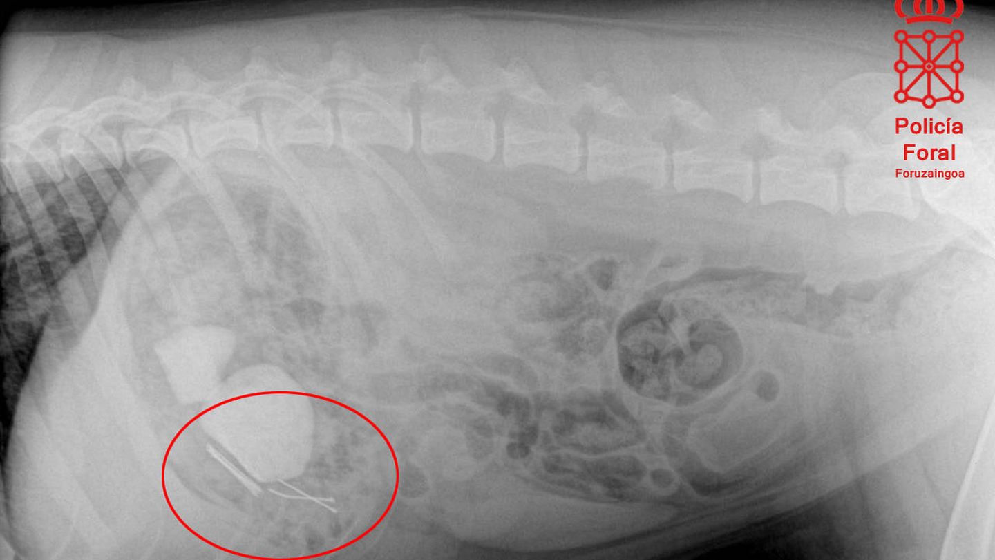 Radiografía del perro que ingirió la salchicha con clavos (Policía Foral)