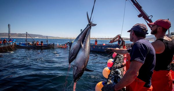 Foto: Pesca del atún
