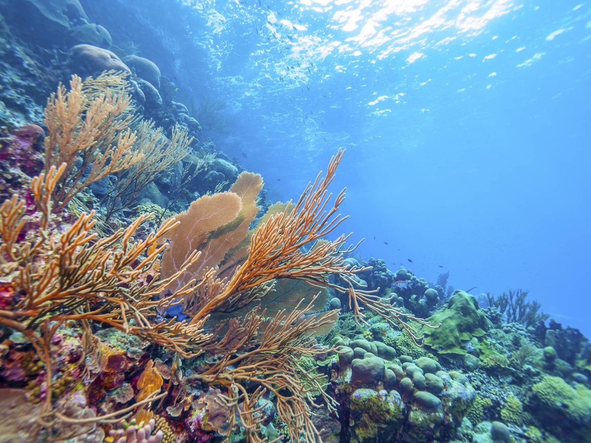 Foto: Colonia de coral en un arrecife del Caribe (iStock)