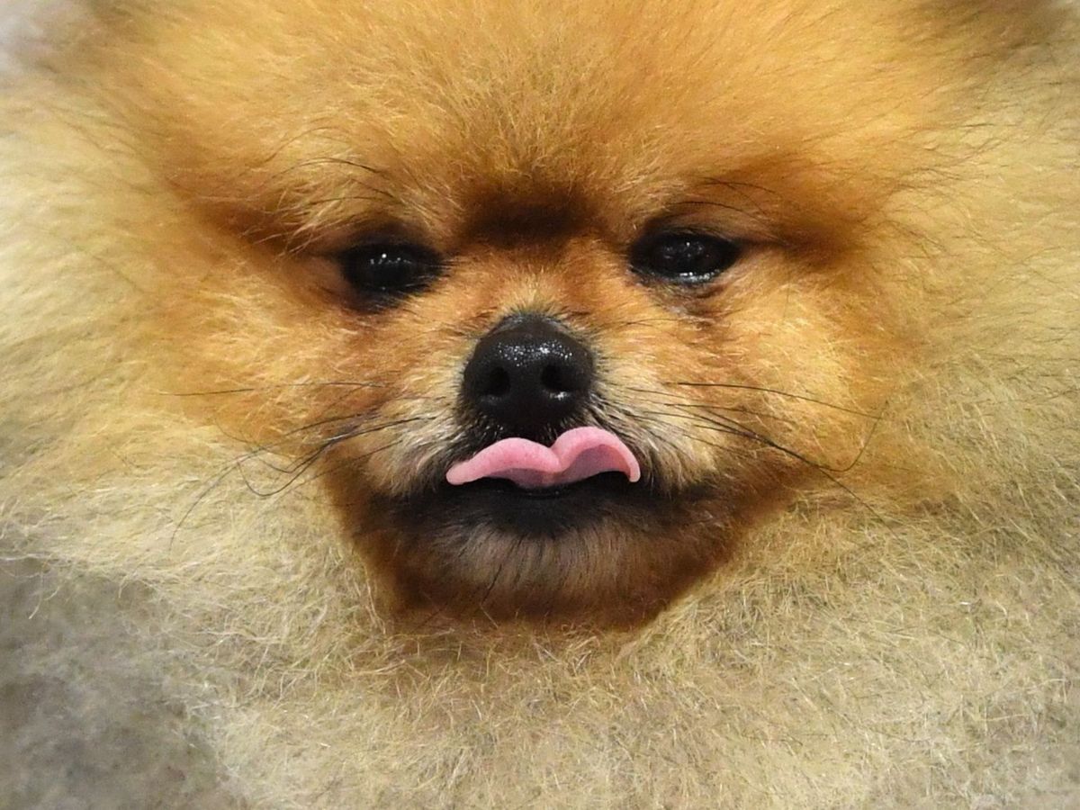 Foto: Un perro de la raza pomerania, uno de los animales a los que te puedes parecer en el filtro de Instagram (EFE)