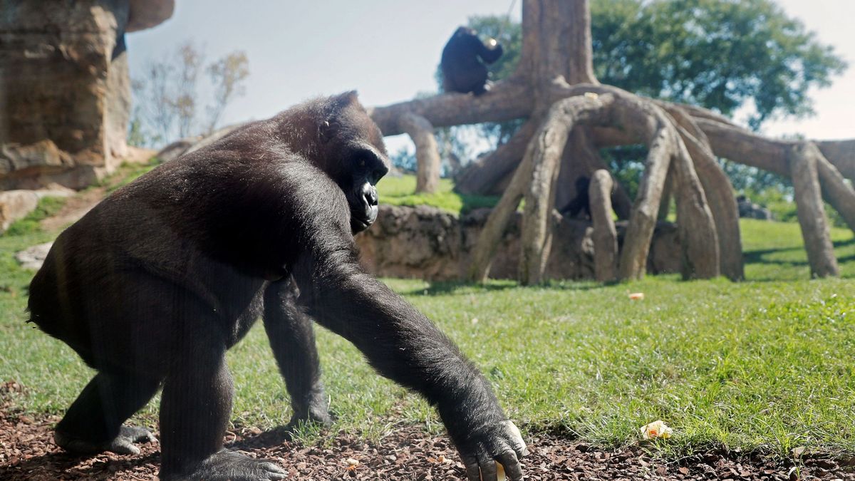 Gabón quiere proteger a toda costa a sus gorilas del coronavirus