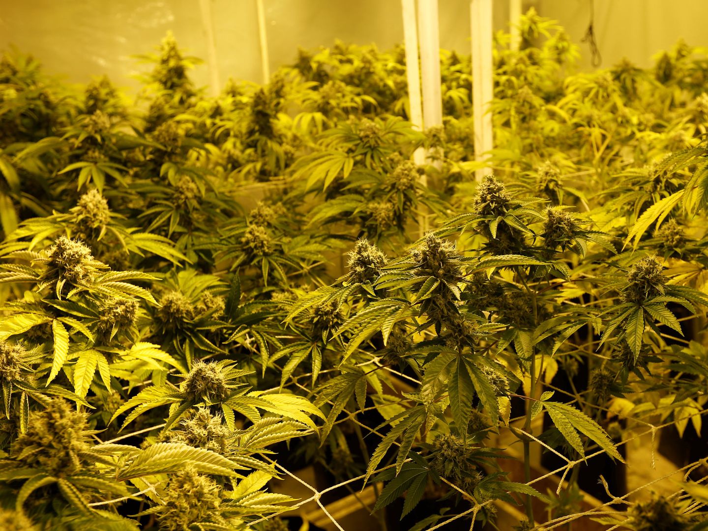 Una plantación de cannabis. (EFE)