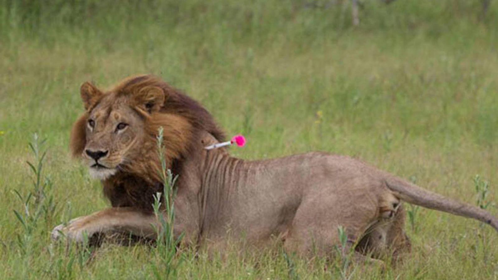 Foto: Una de las leonas con melena de Botsuana. (Simon Bayes)