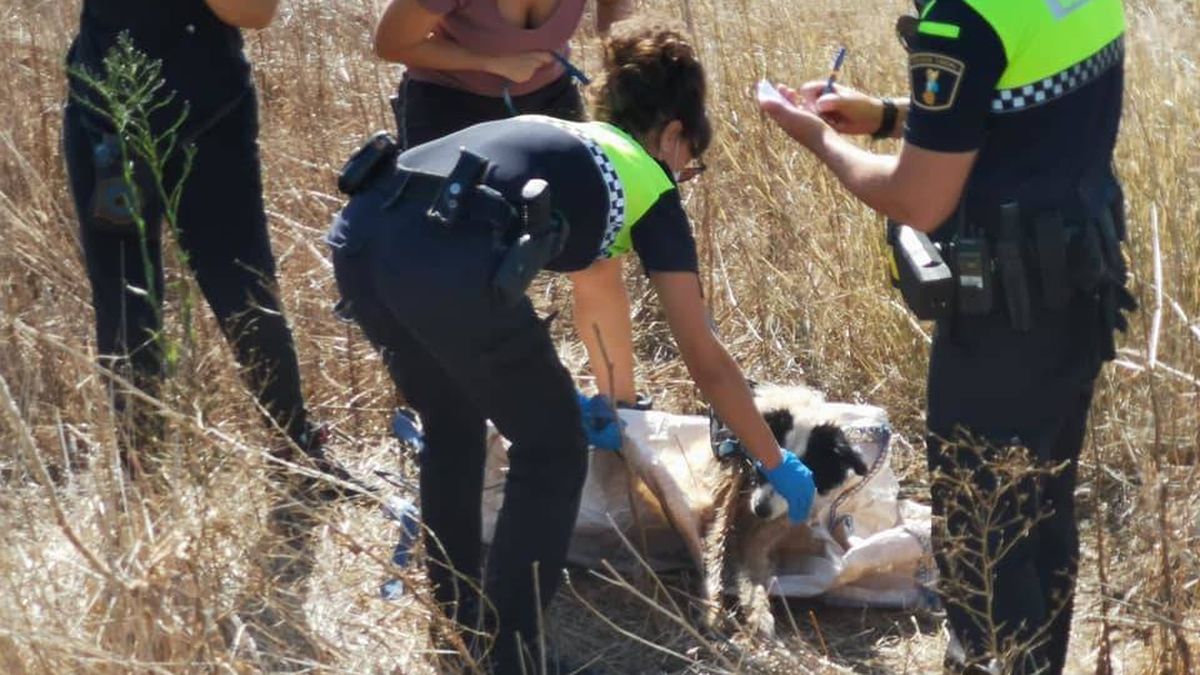 La Policía de Albal rescata a un perro que había sido encerrado en un saco y abandonado