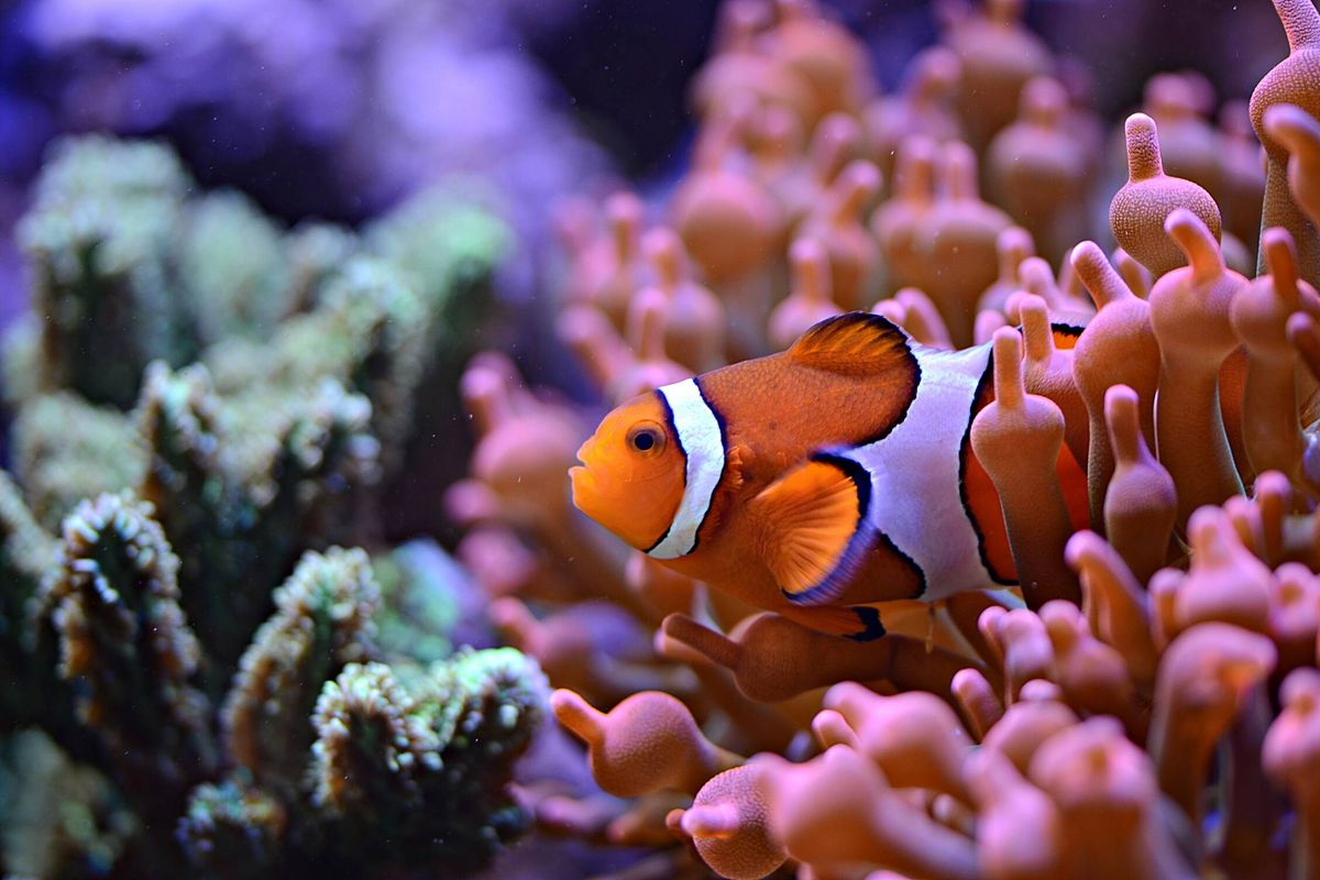 Recifes de coral podem desaparecer em 50 anos se emissões de gases estufa continuarem altas