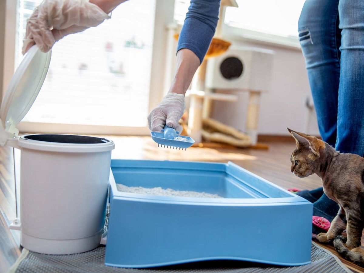 Cómo utilizar la arena para gatos en casa?