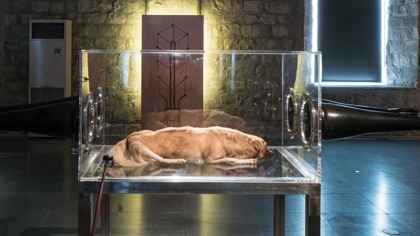 El MACBA exhibe a un perro muerto en una vitrina en una de sus exposiciones