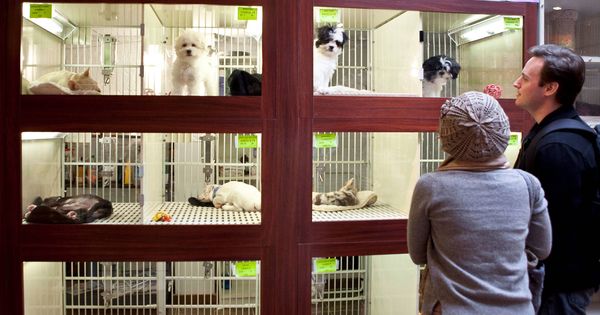 Foto: El escaparate de una tienda de mascotas.