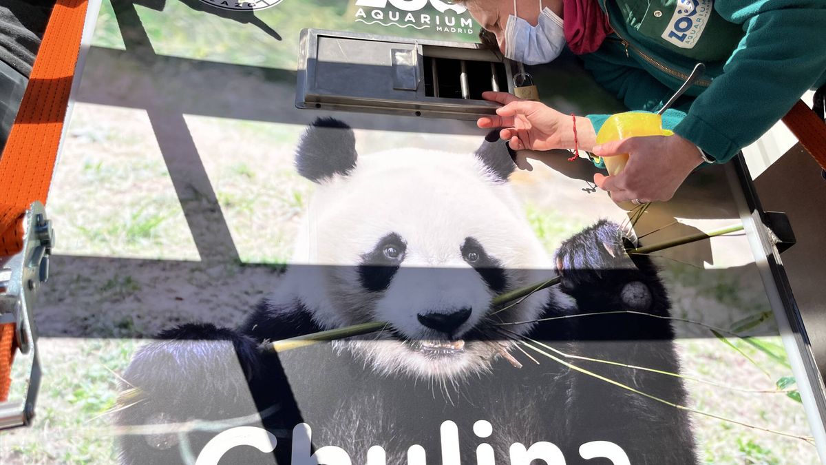 Esto es lo que lleva la maleta de un oso panda 'made in Spain': 100 kg de bambú y agua de Madrid