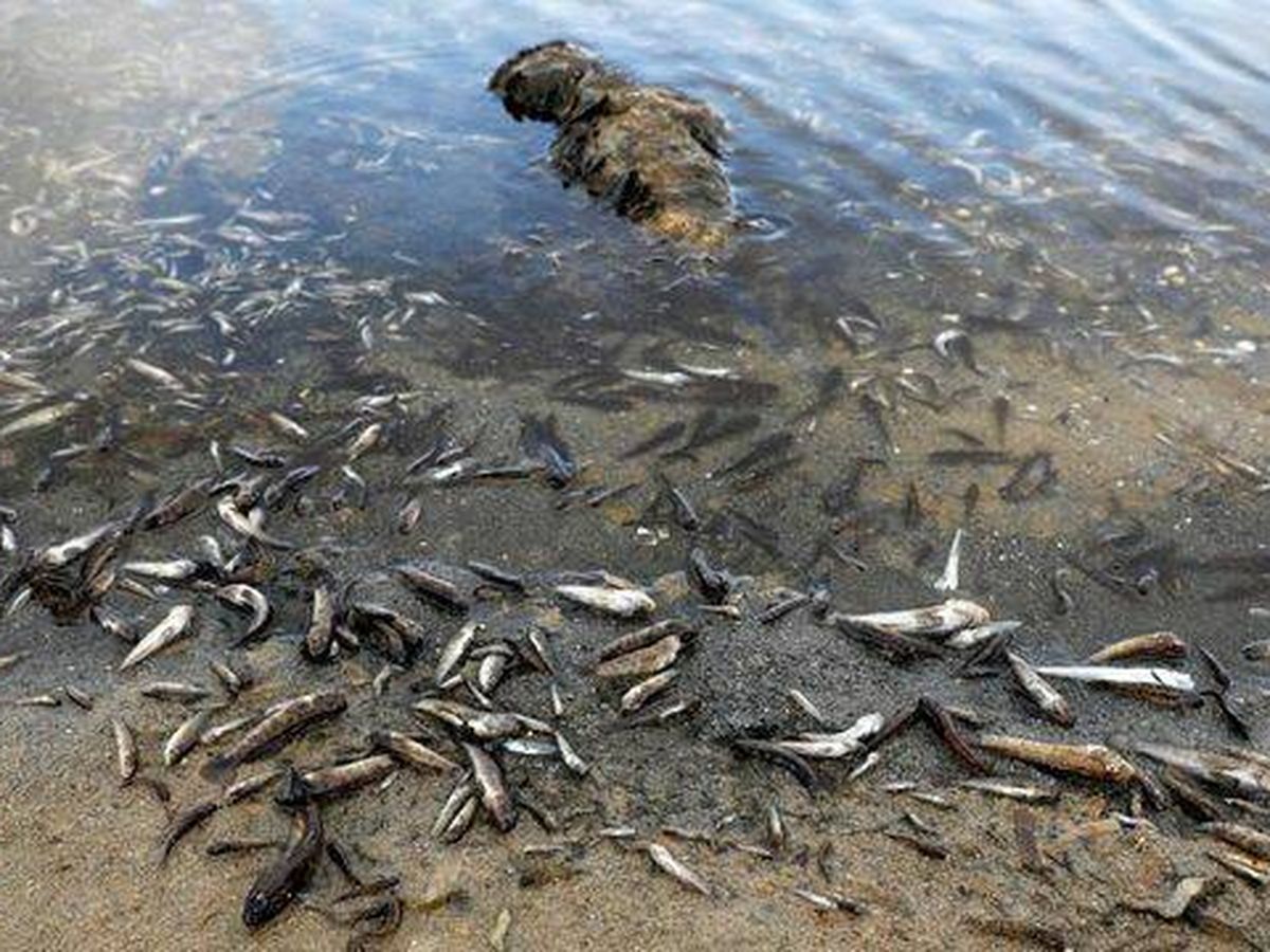 Foto:  Peces muertos cubren las orillas del Mar Menor. (Reuters)