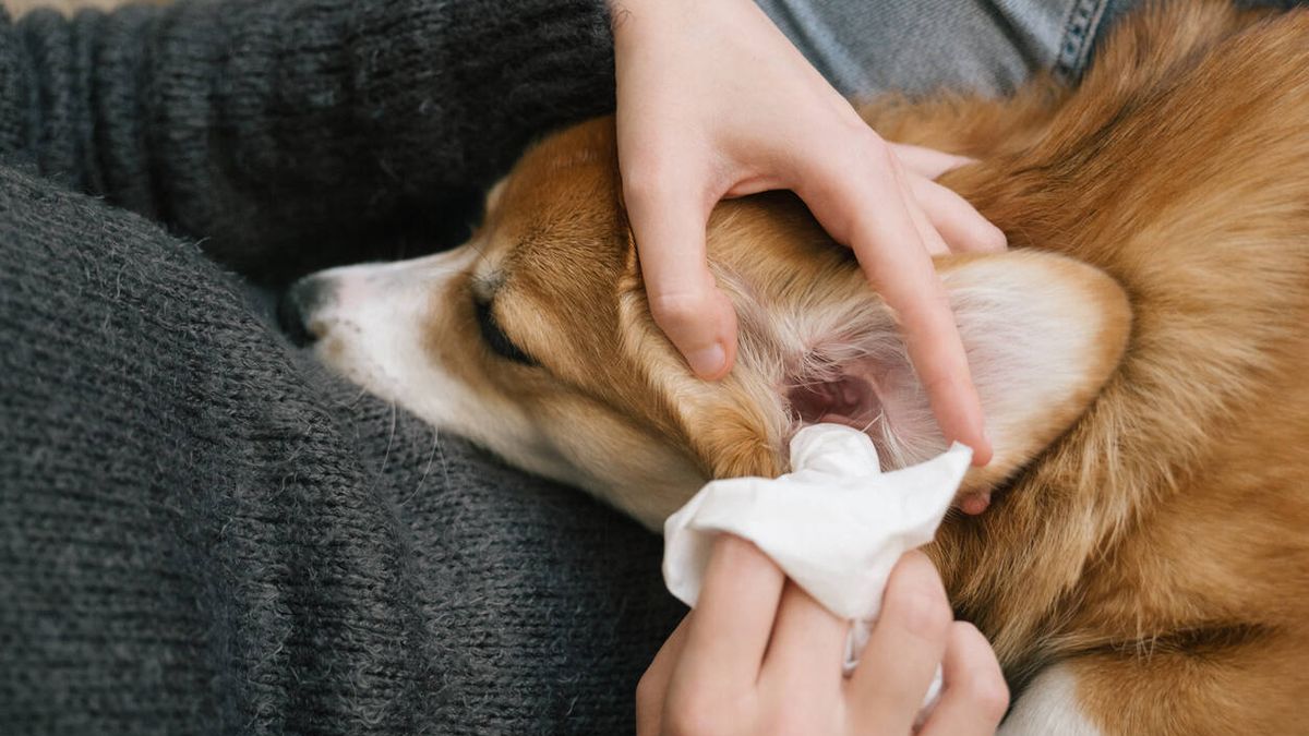 Cómo limpiar las orejas de tu perro para evitar infecciones