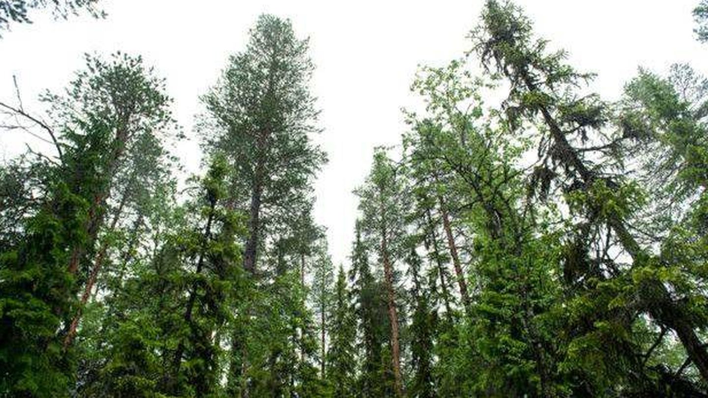 Vista del lodgepole, un tipo de árbol implantado en Escandinavia. (Wikimedia)