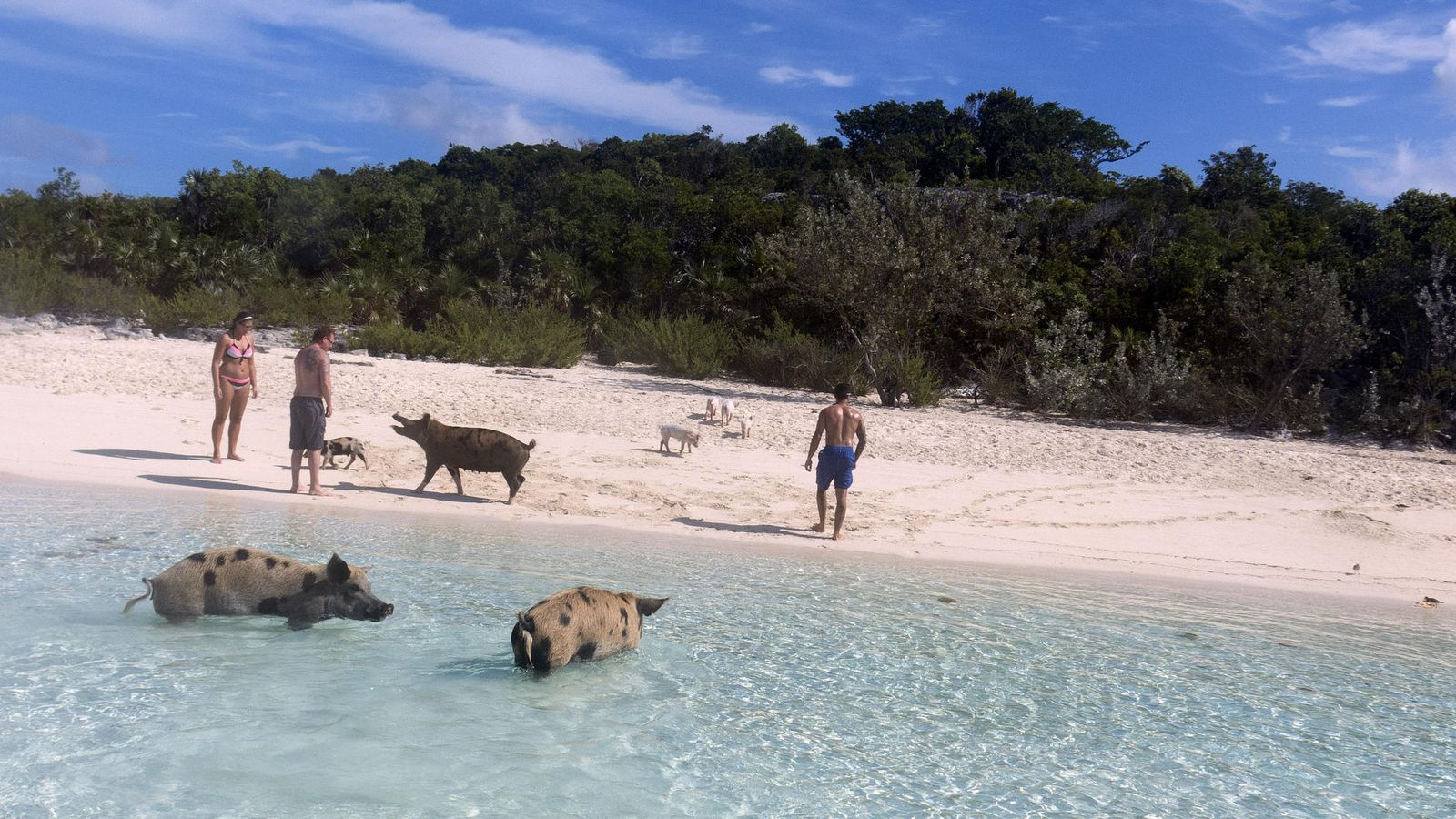Foto: Los turistas comparten playa con los cerdos (Flickr/Tam Warner Minton)